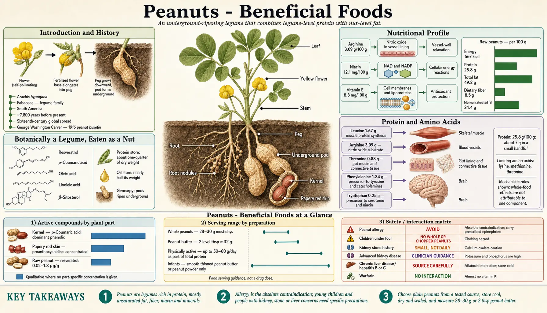 Peanuts — scientific infographic poster