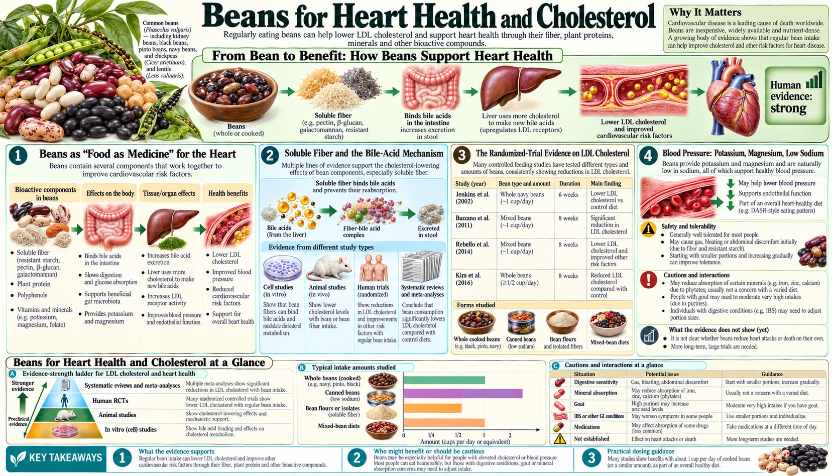 Heart Health and Cholesterol — scientific infographic poster
