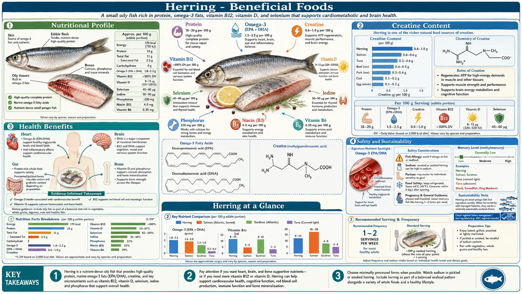 Herring — scientific infographic poster