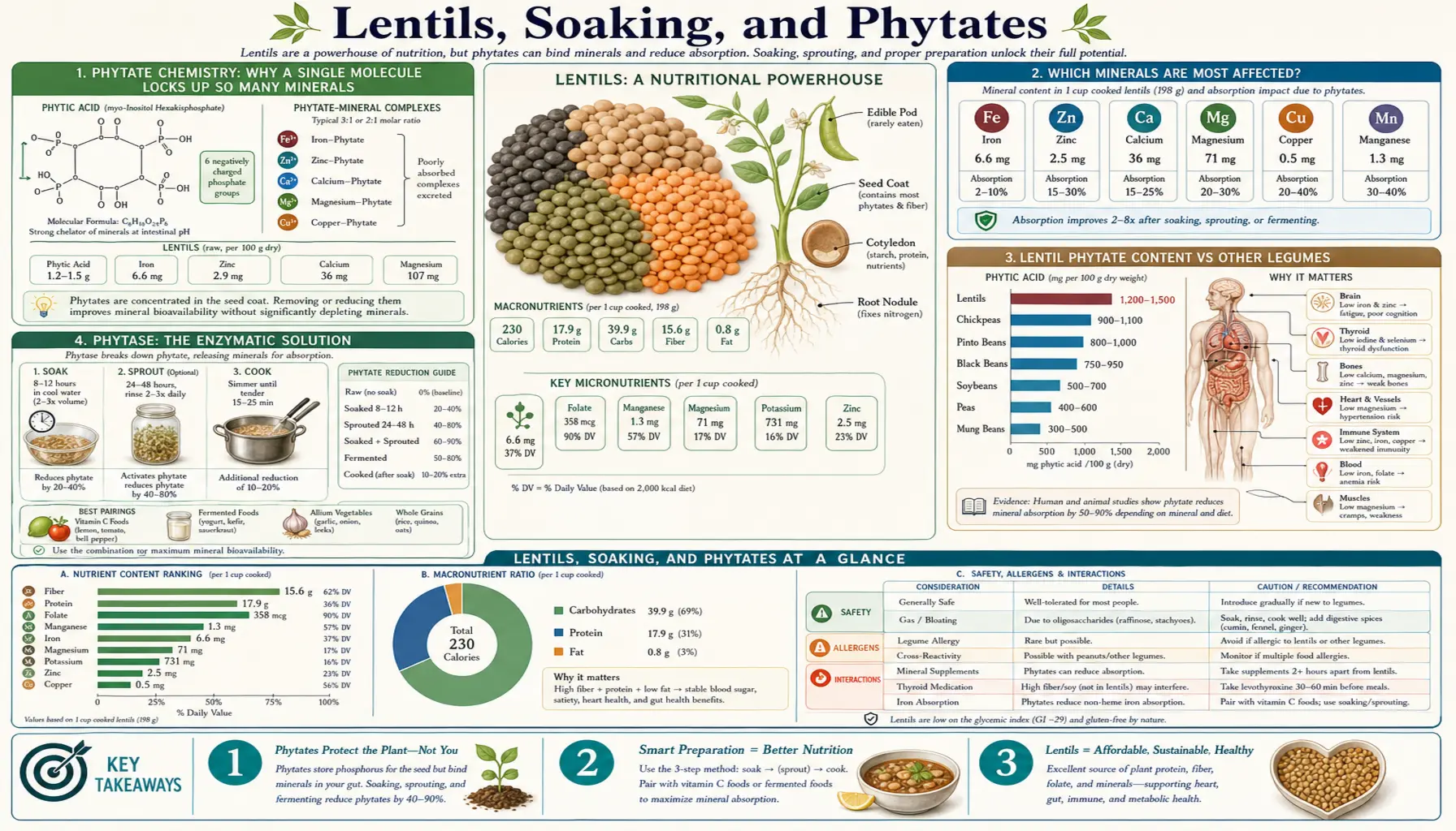 Soaking and Phytates — scientific infographic poster