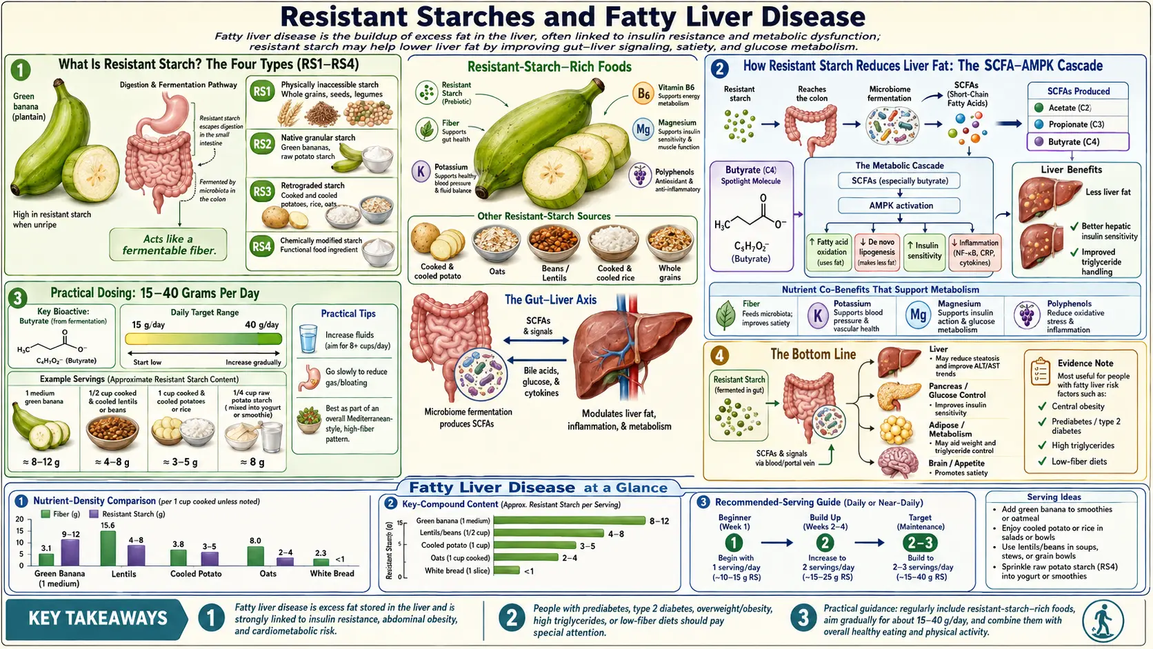 Fatty Liver Disease — scientific infographic poster