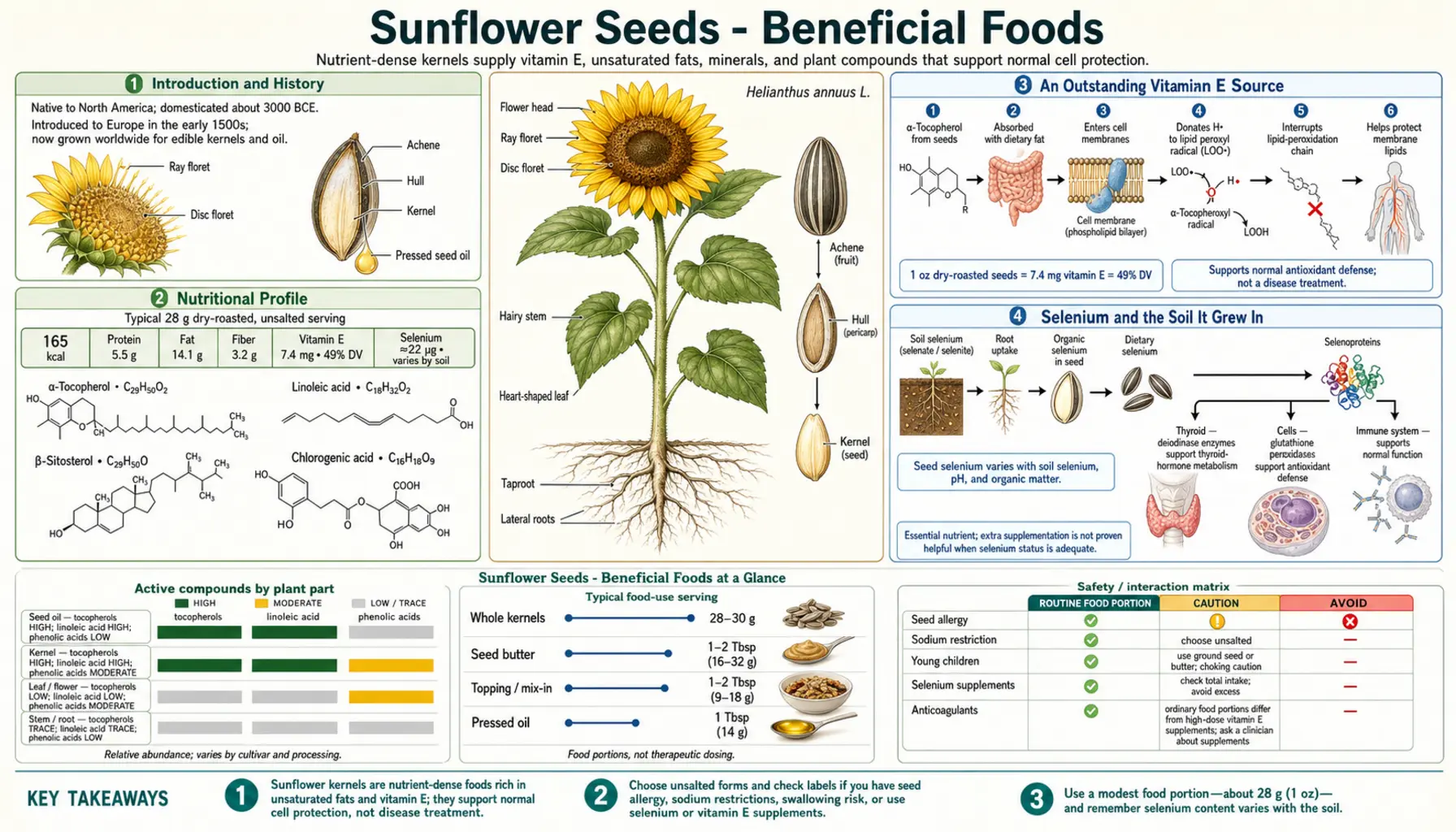 Sunflower Seeds — scientific infographic poster