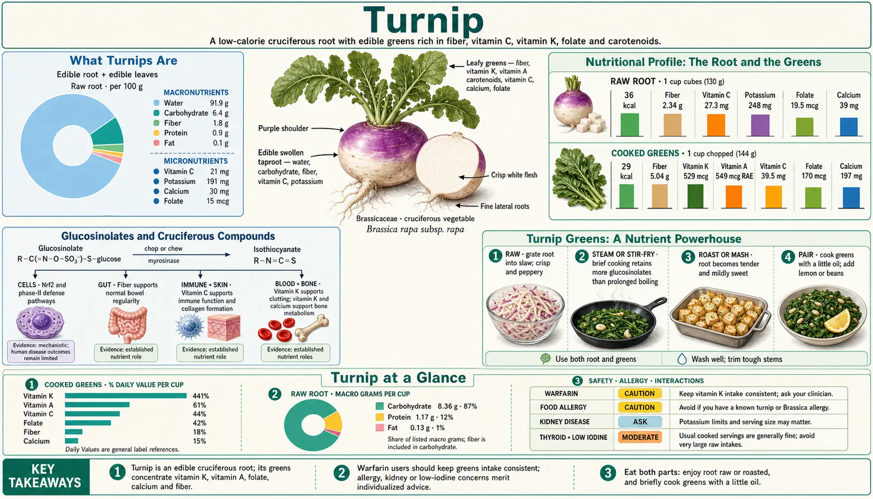 Turnip — scientific infographic poster
