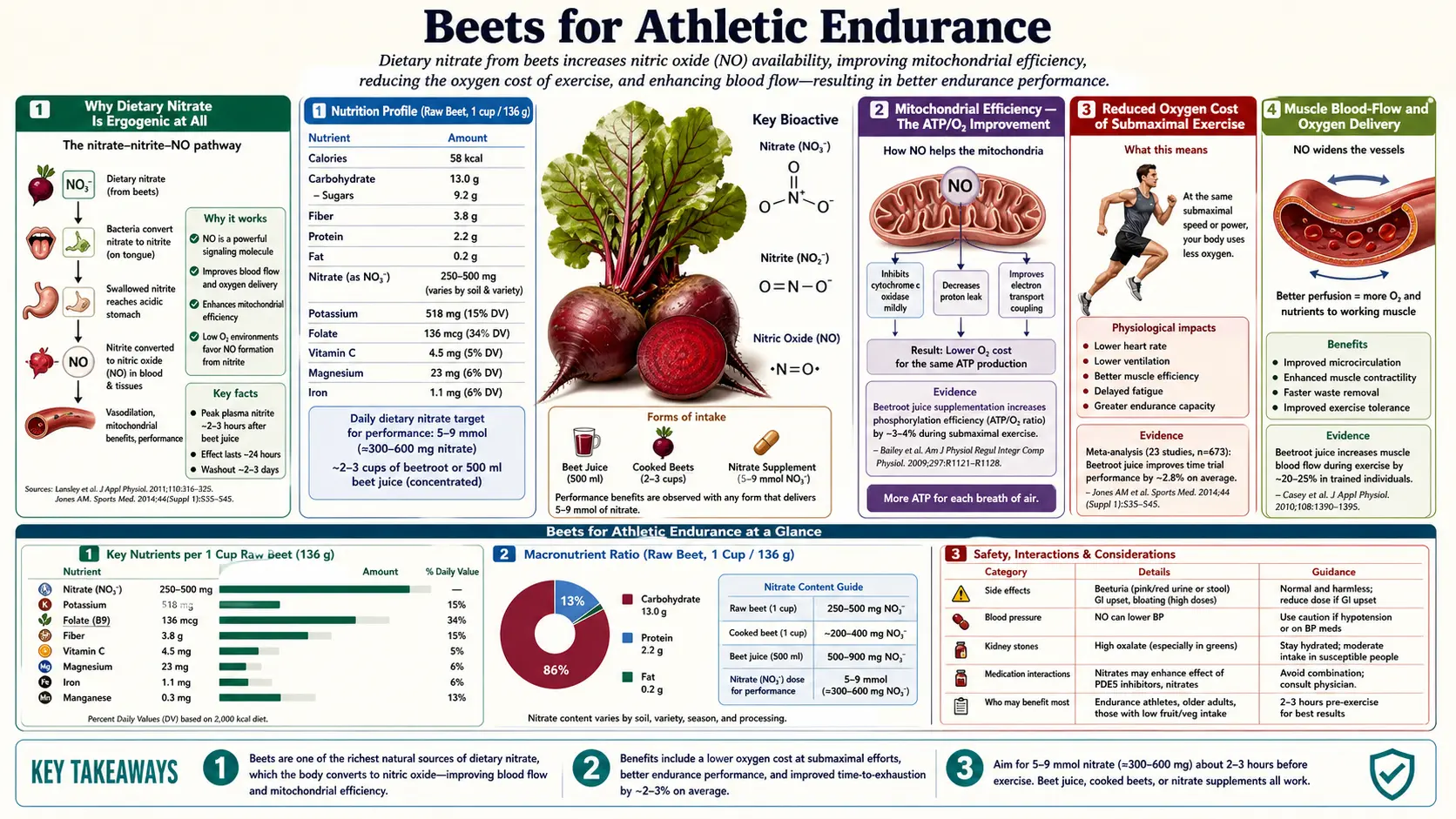 Athletic Endurance — scientific infographic poster