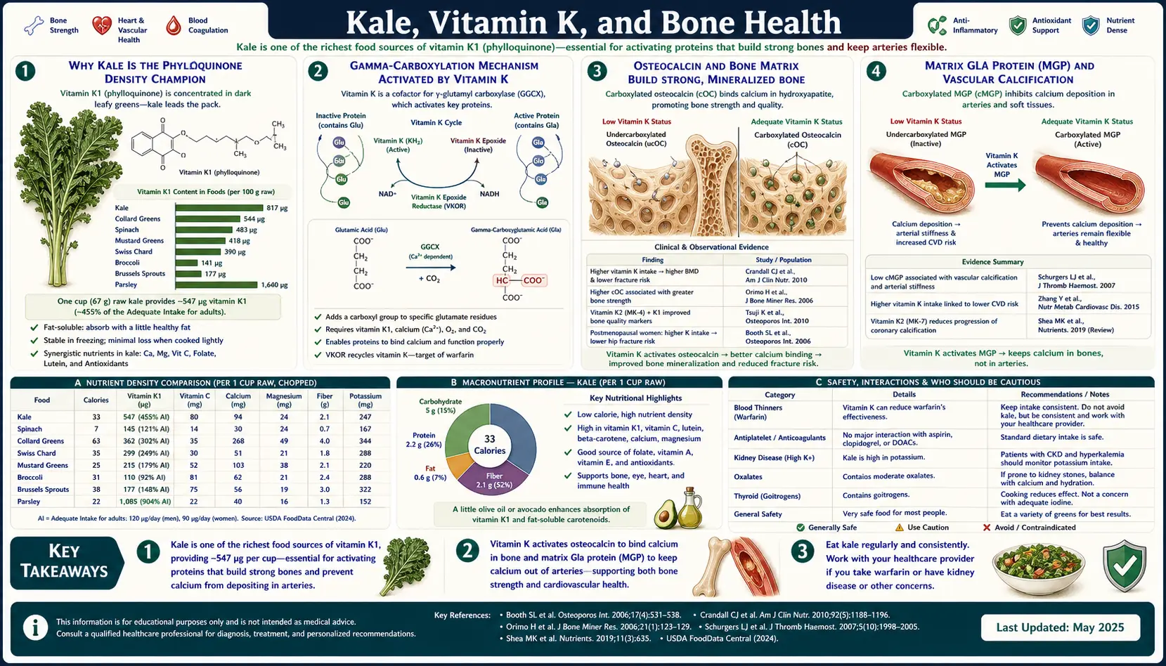 Vitamin K and Bone — scientific infographic poster