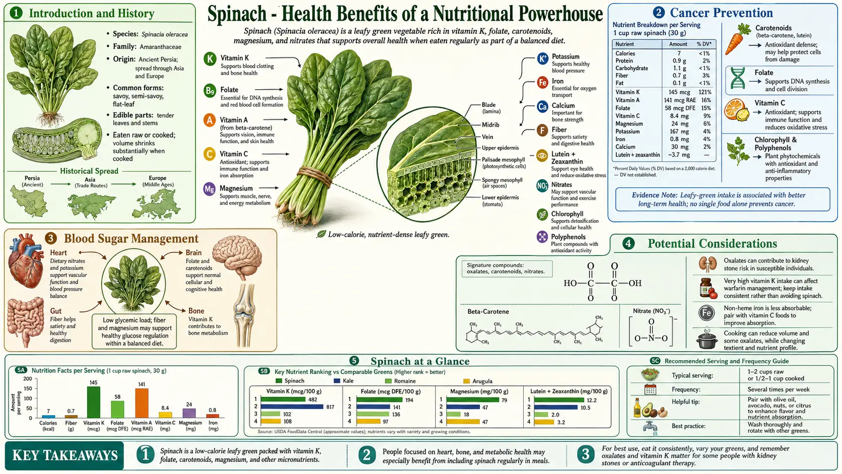 Spinach — scientific infographic poster