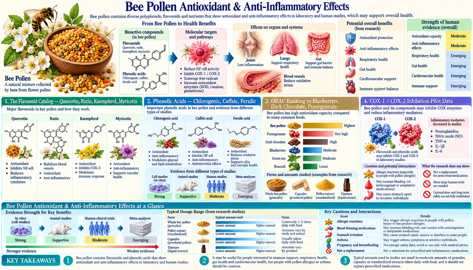 Antioxidant and Anti Inflammatory — scientific infographic poster
