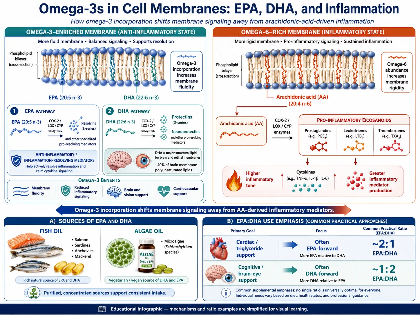 Omega-3 EPA and DHA cell membrane mechanism