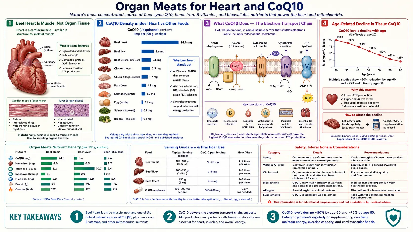 Heart and coenzyme Q10 — scientific infographic poster