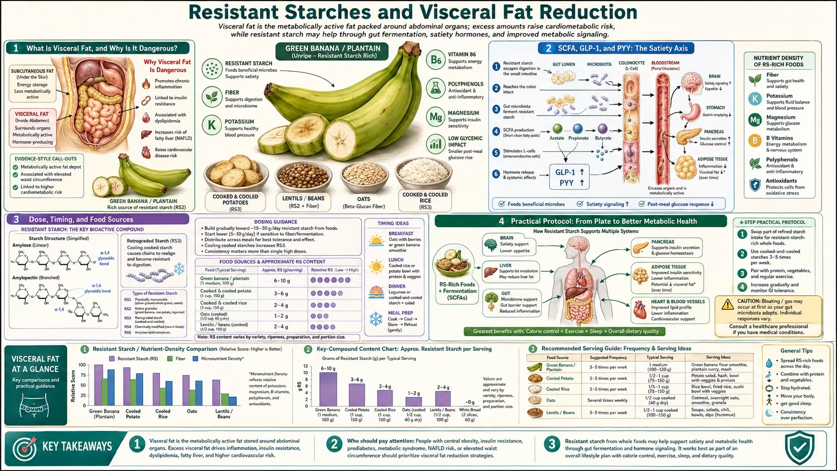 Visceral Fat — scientific infographic poster