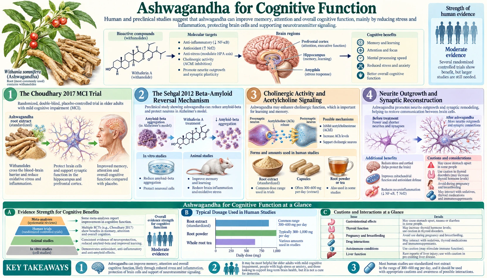 Cognitive Function — scientific infographic poster