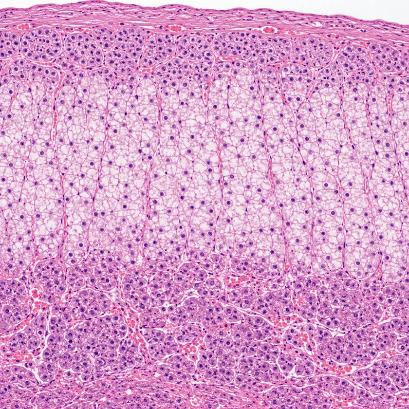 The adrenal cortex, where cortisol is made