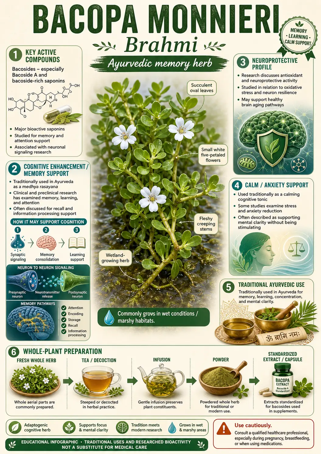 Bacopa Monnieri (Bacopa monnieri)