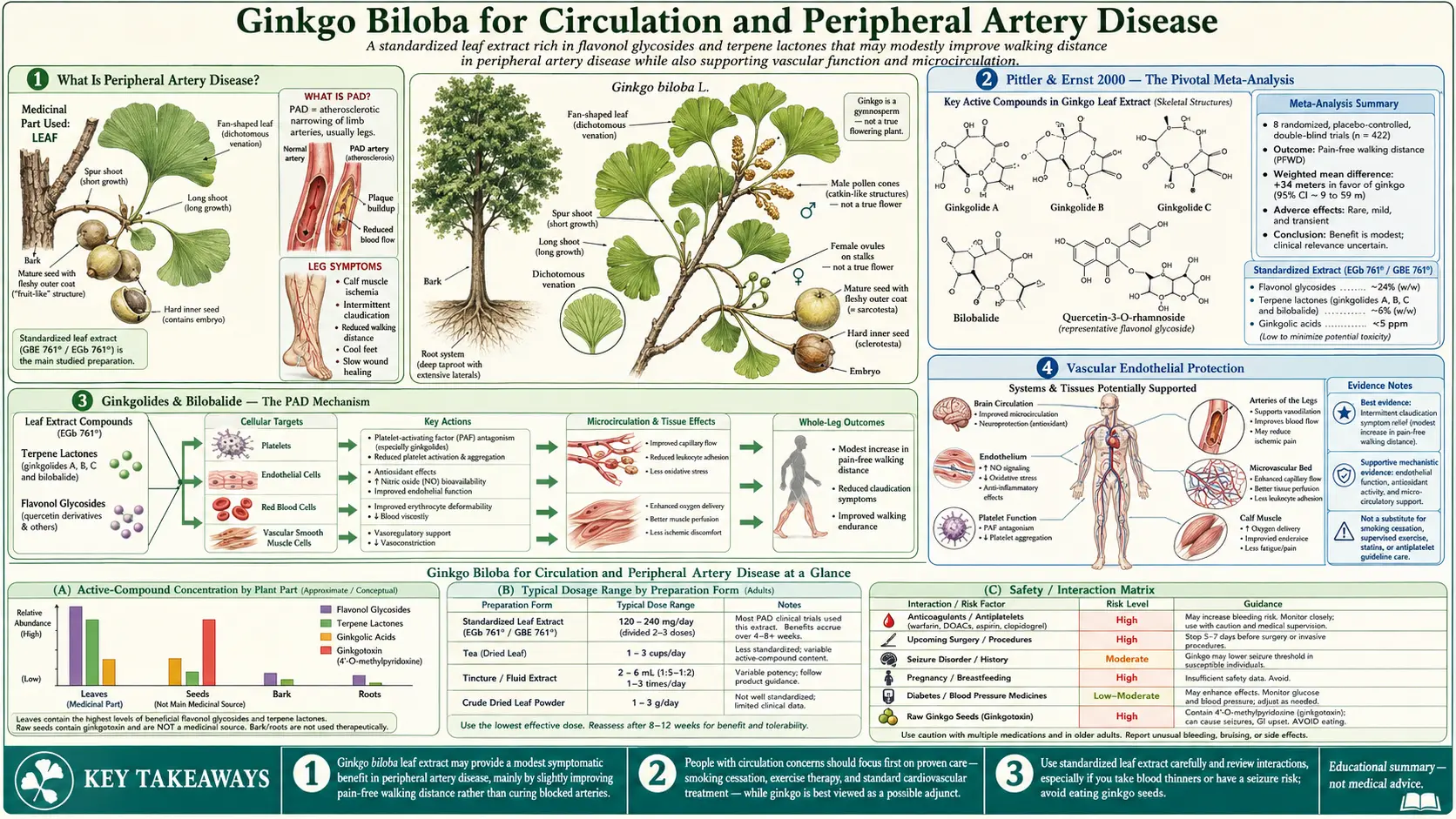 Circulation and peripheral artery disease — scientific infographic poster