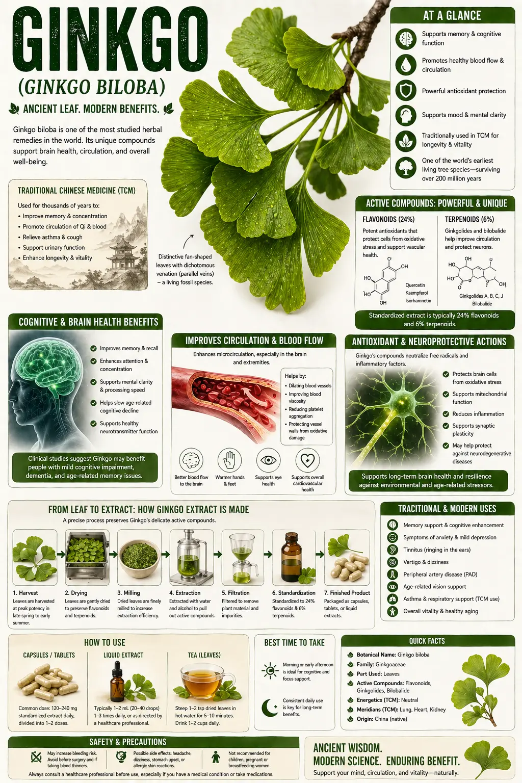 Ginkgo Biloba (Ginkgo biloba)