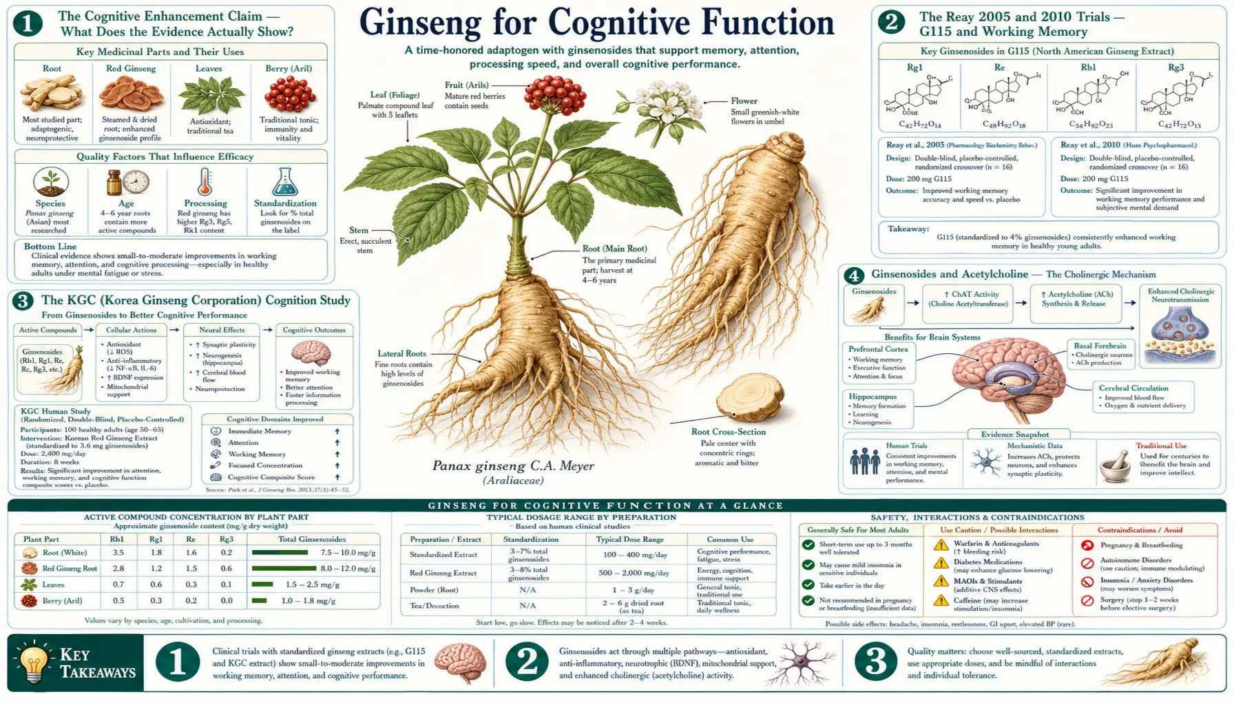 Cognitive Function — scientific infographic poster