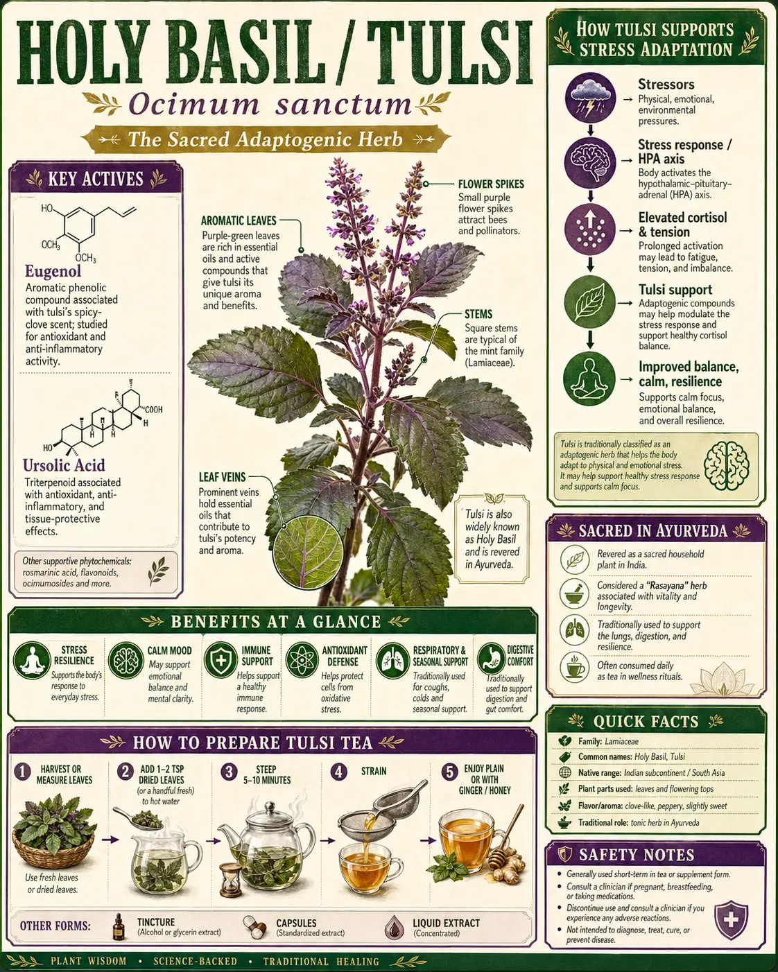 Holy Basil (Ocimum tenuiflorum)