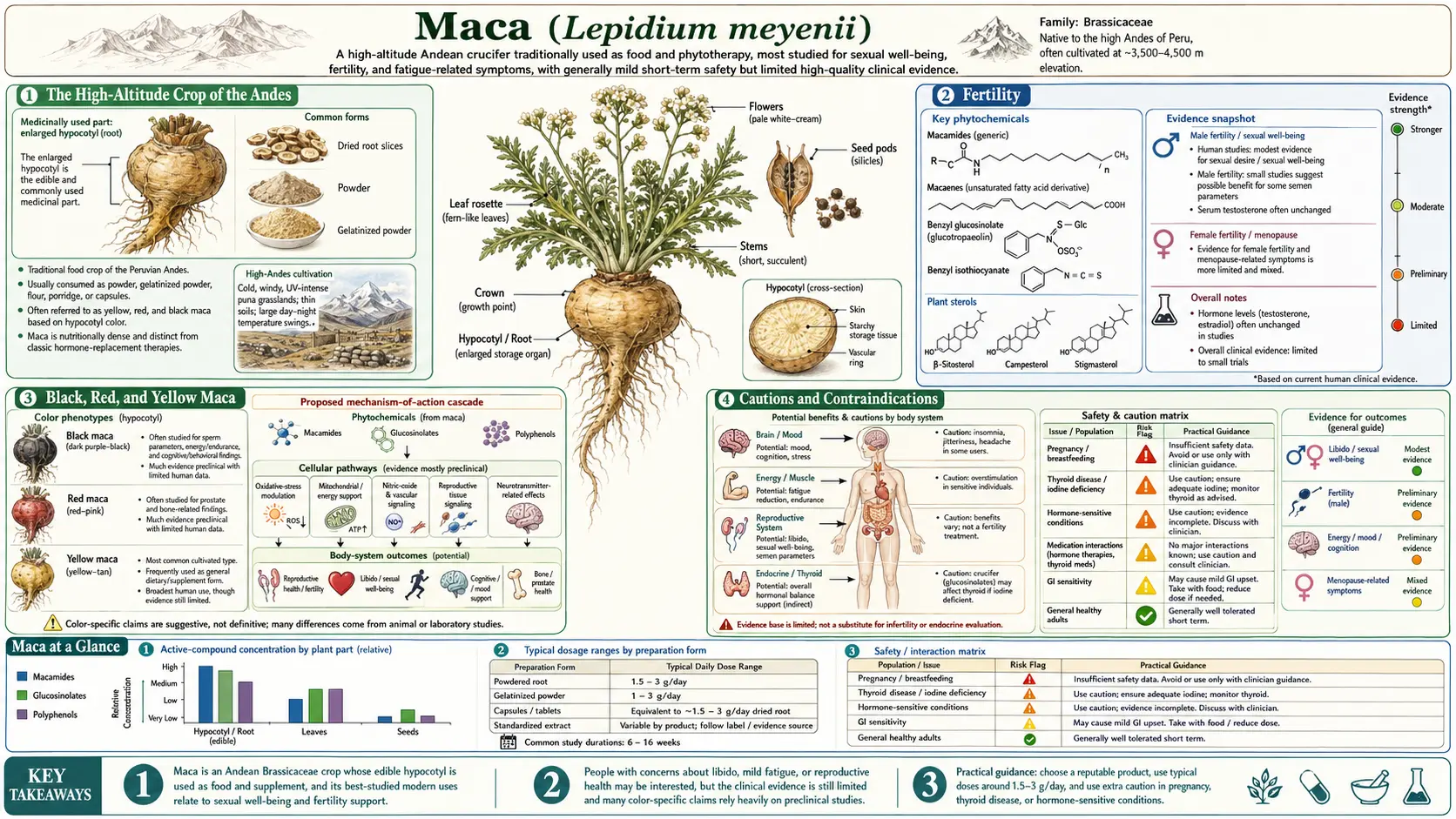 Maca — scientific infographic poster