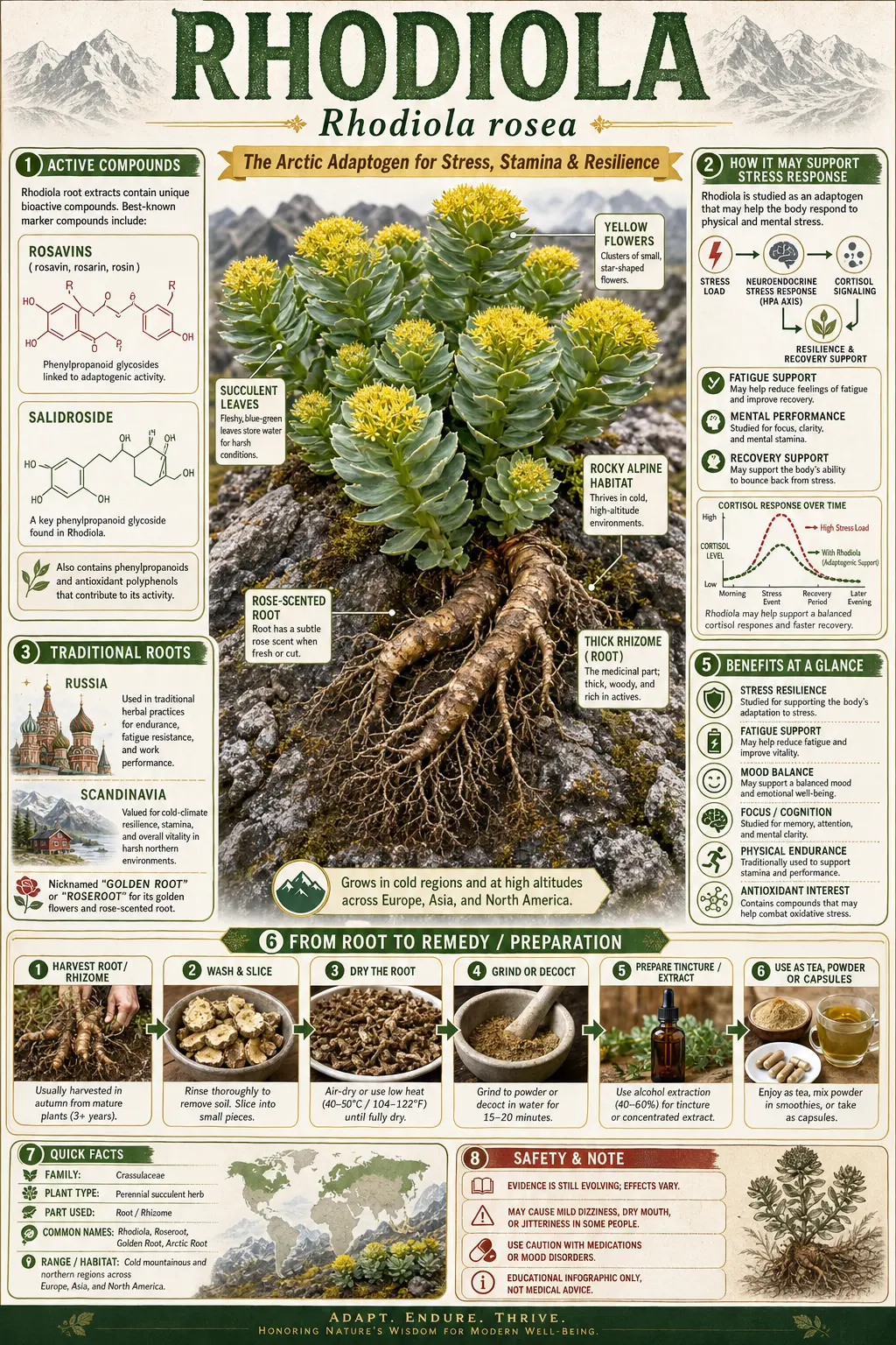 Rhodiola Rosea (Rhodiola rosea)