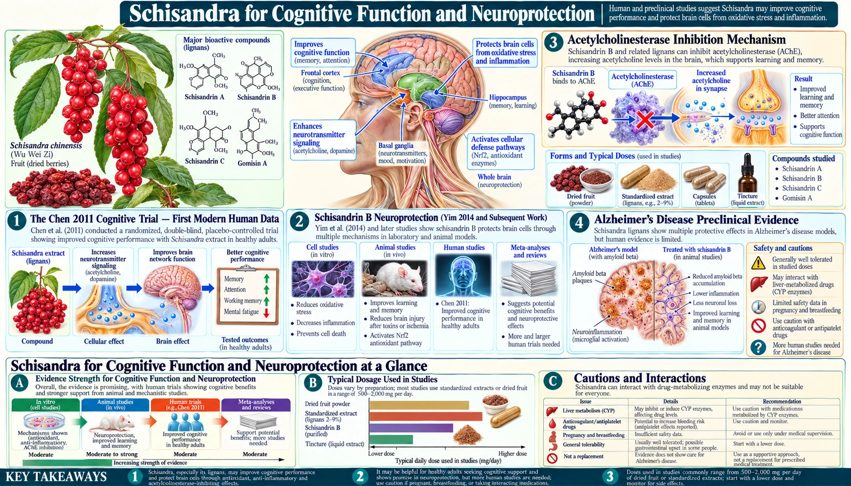 Cognitive Function — scientific infographic poster