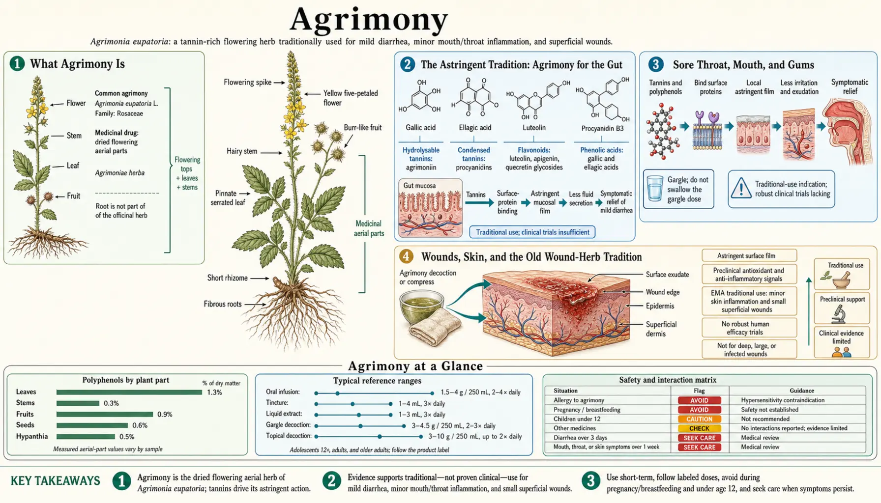 Agrimony — scientific infographic poster