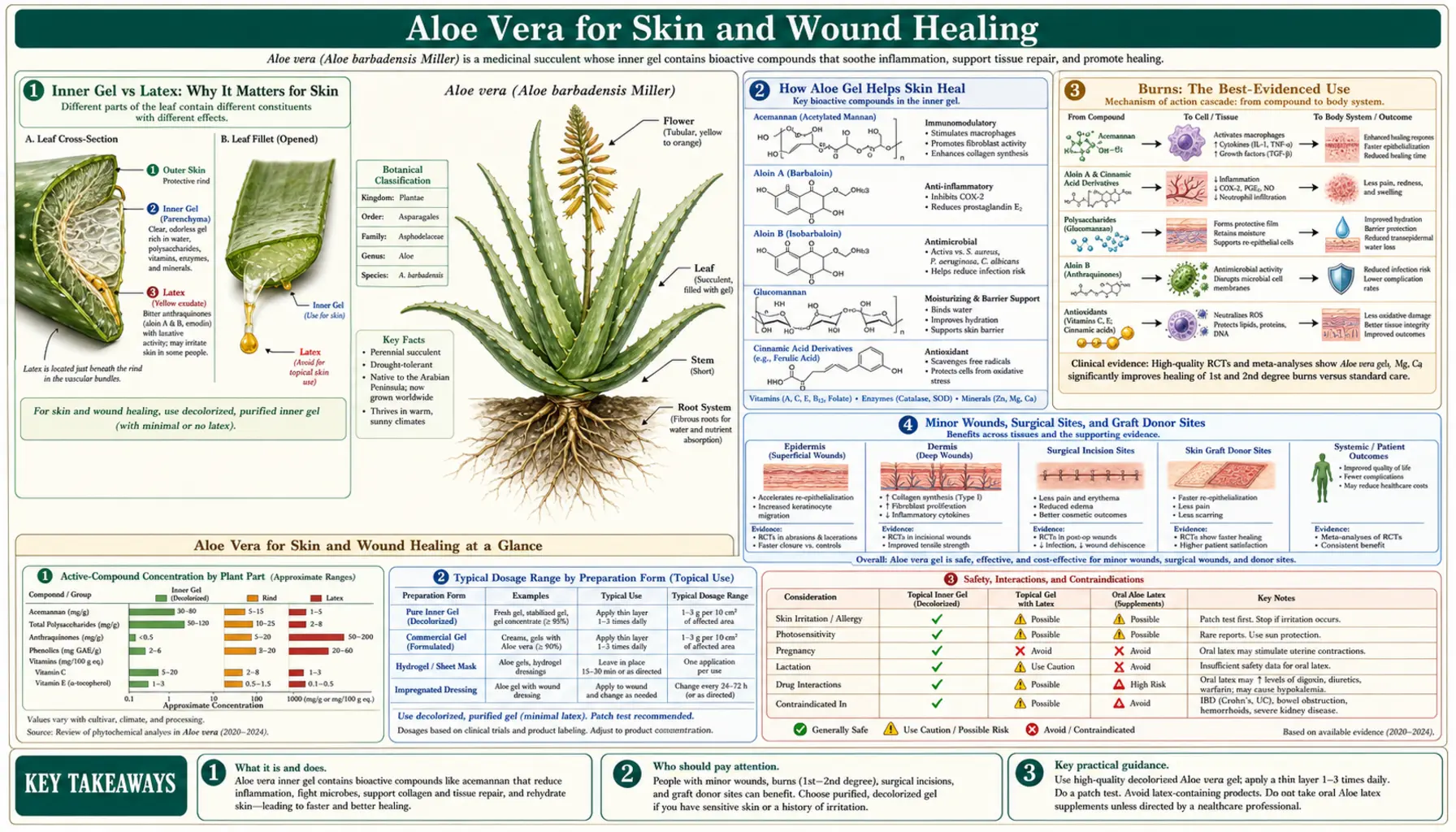 Skin and Wound Healing — scientific infographic poster