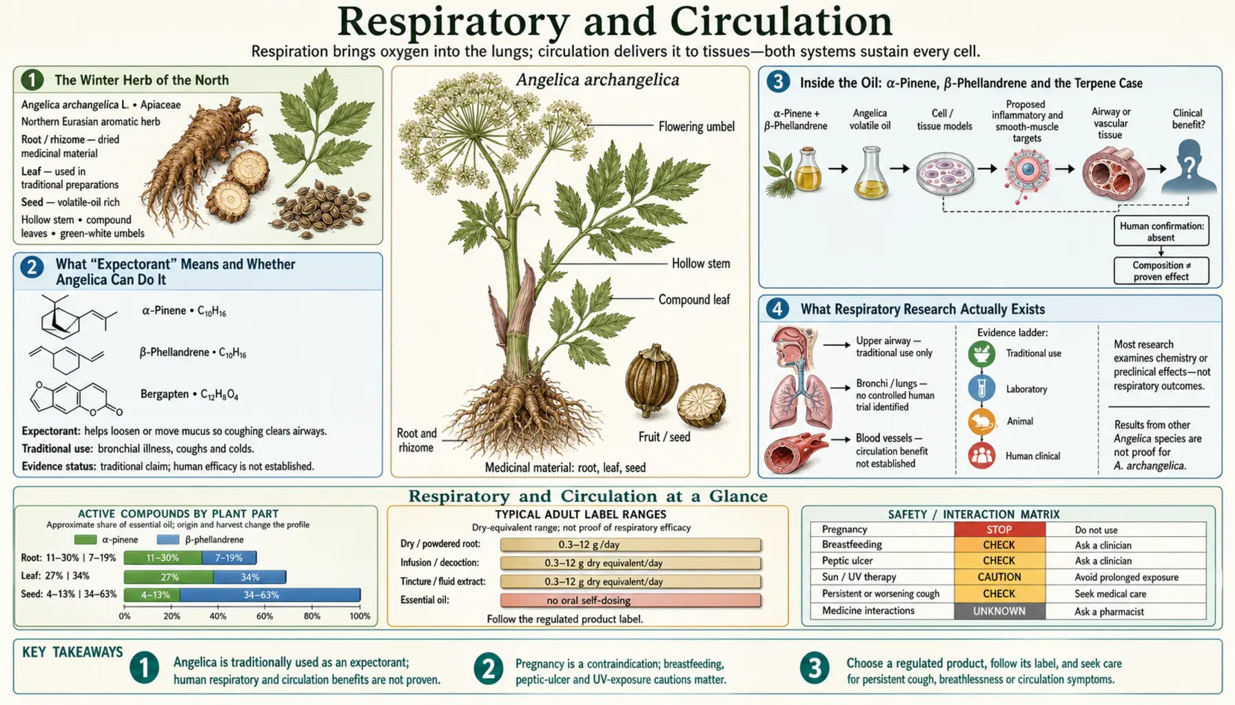 Respiratory and Circulation — scientific infographic poster