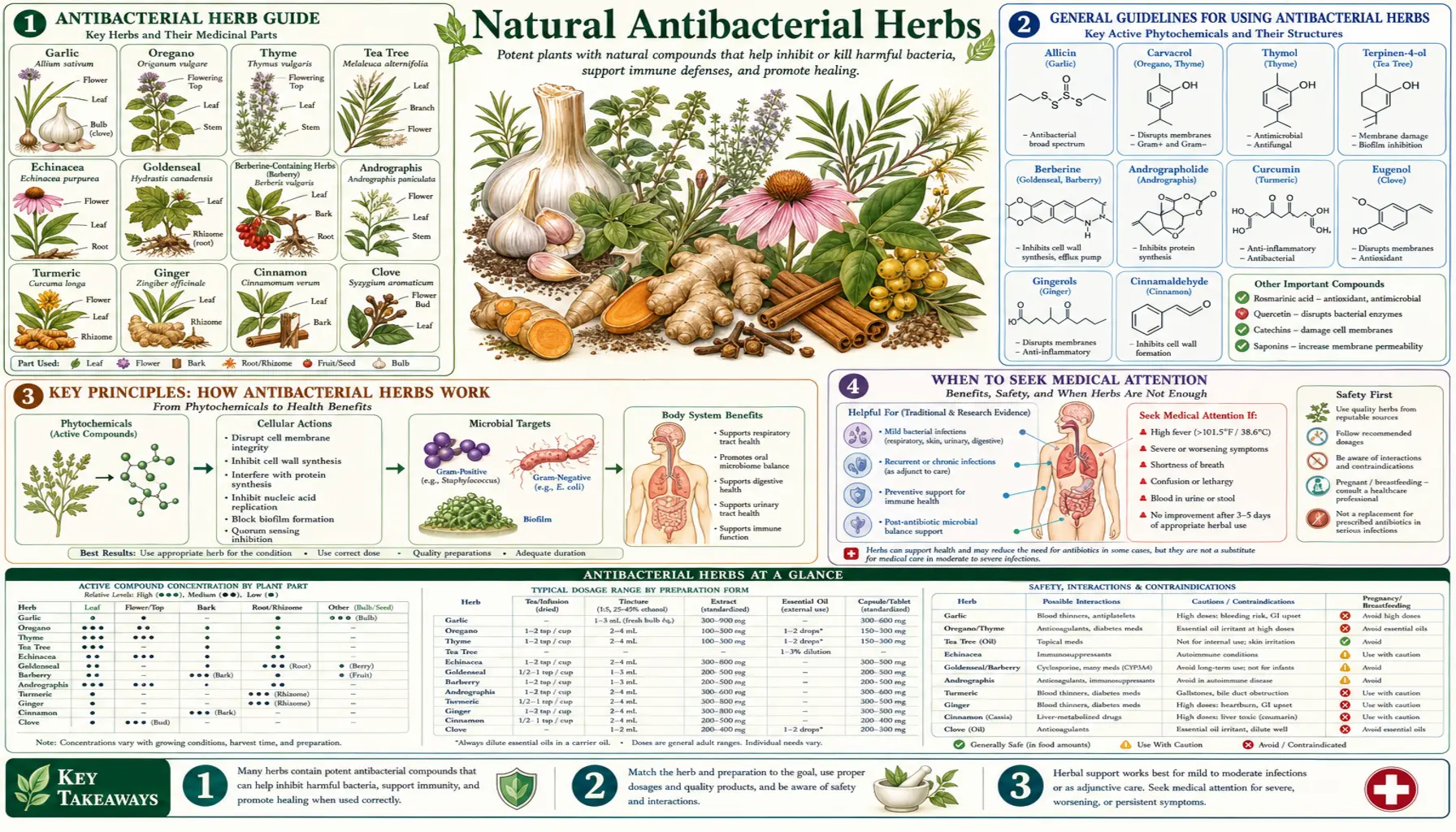 Antibacterial Herbs — scientific infographic poster