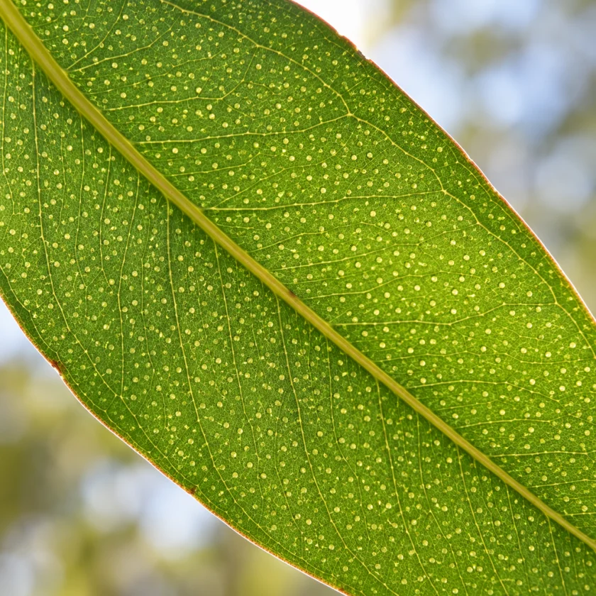 Oil glands in a eucalyptus leaf, source of cineole