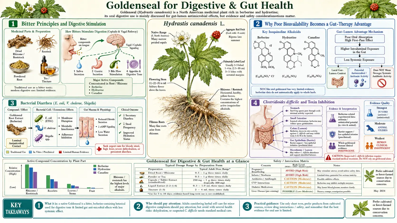 Digestive and Gut — scientific infographic poster