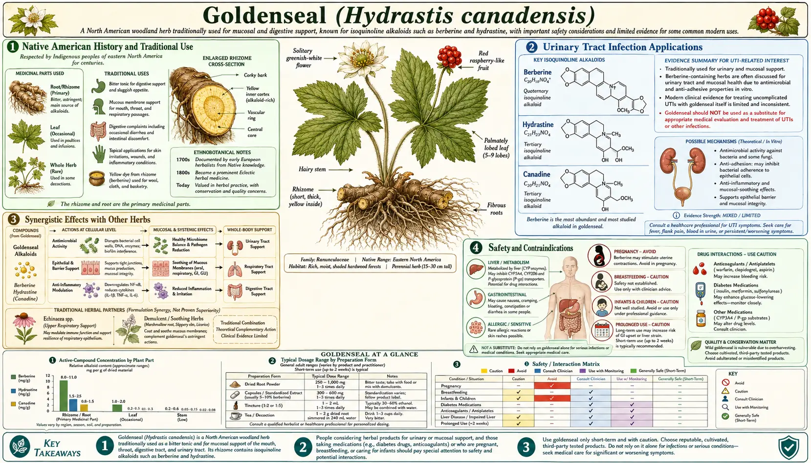 Goldenseal — scientific infographic poster