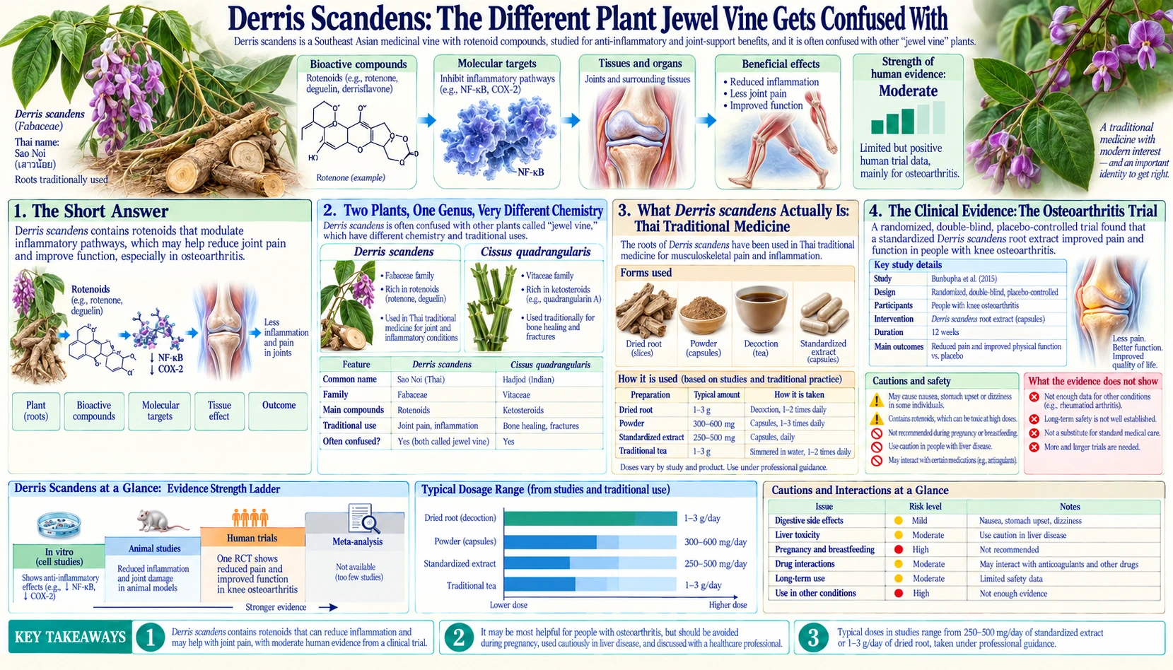 Derris Scandens A Different Plant — scientific infographic poster