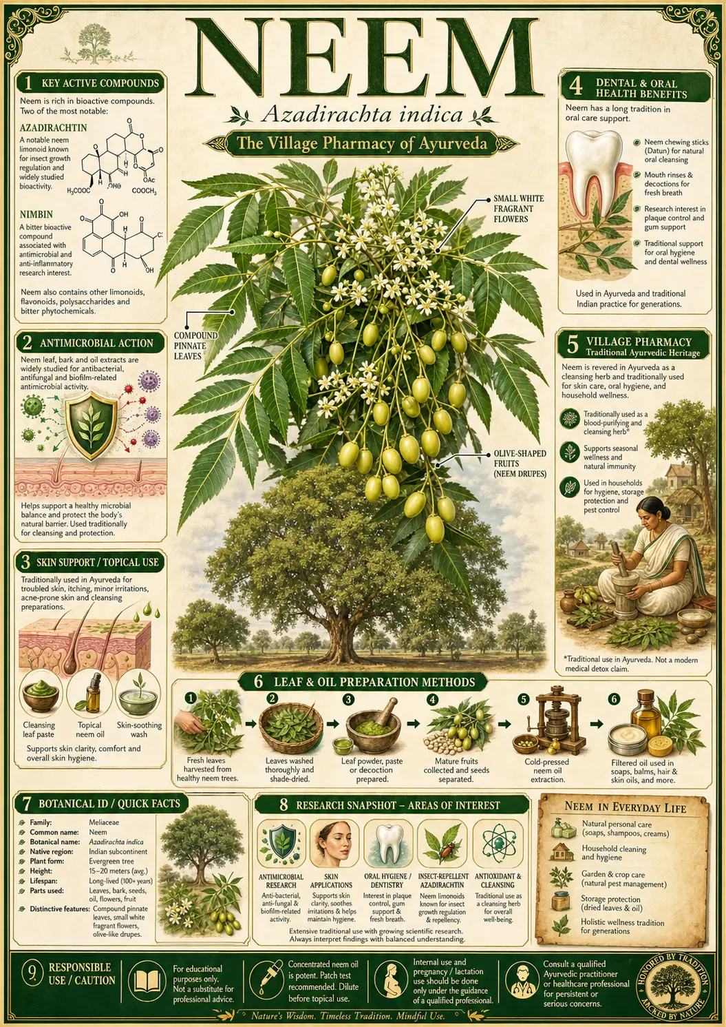 Neem (Azadirachta indica)
