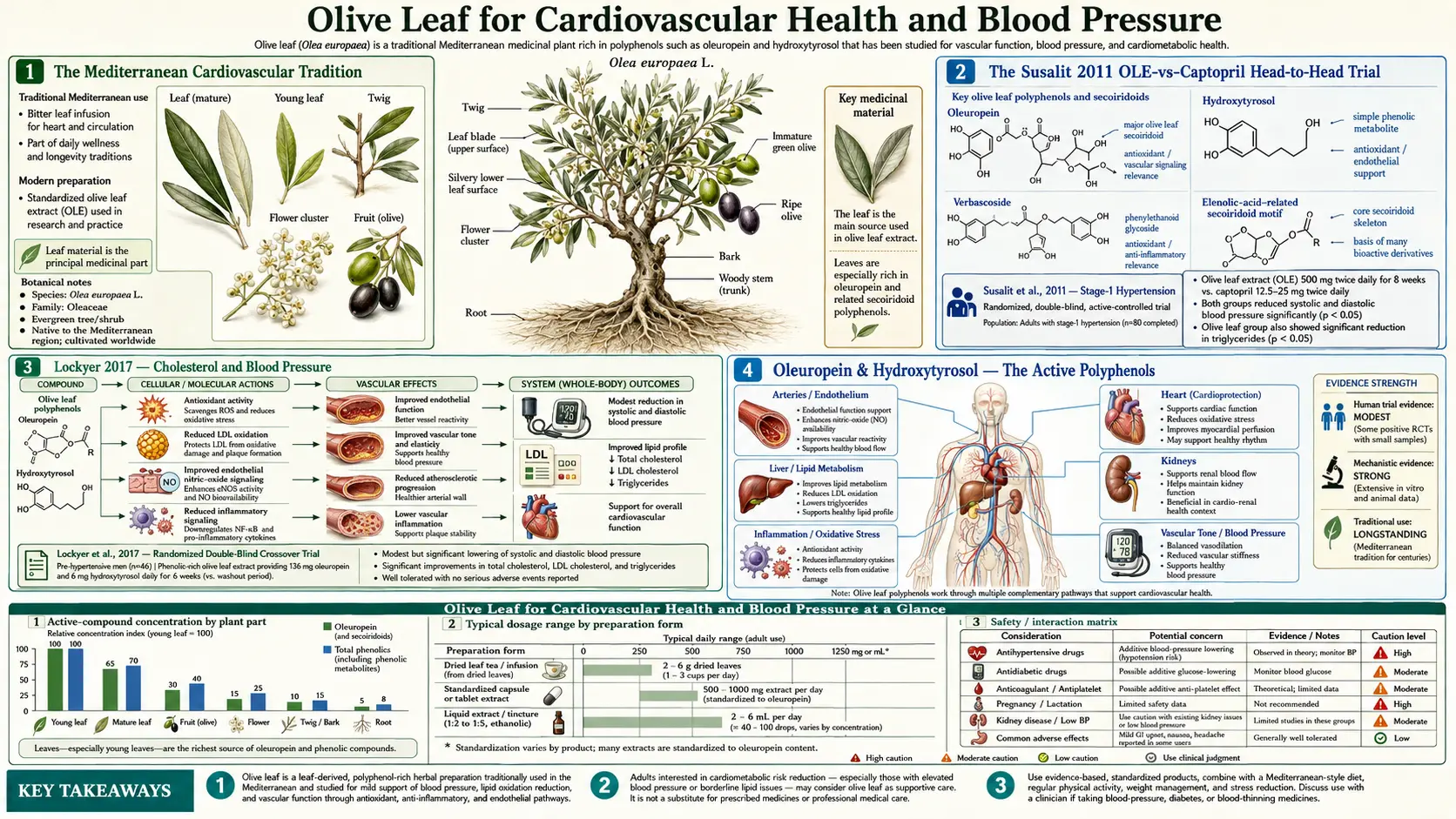 Cardiovascular and Blood Pressure — scientific infographic poster
