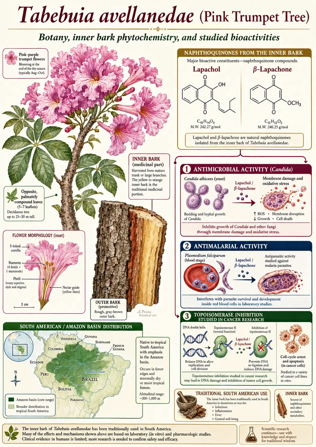 Pau d'Arco Tabebuia lapachol