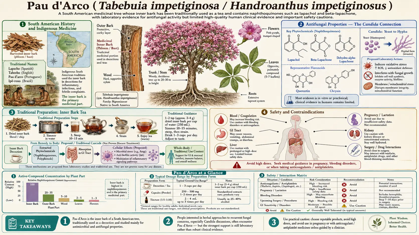 Pau dArco — scientific infographic poster