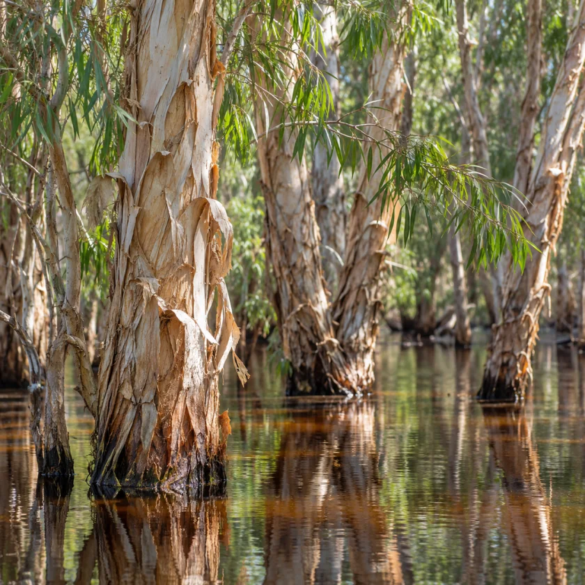 Tea trees in a swamp of New South Wales