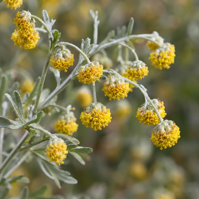 Wormwood's tiny yellow flower heads