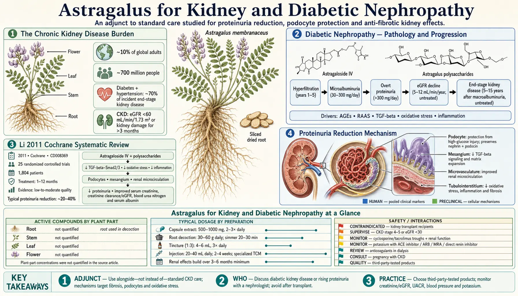 Kidney and Diabetic Nephropathy — scientific infographic poster