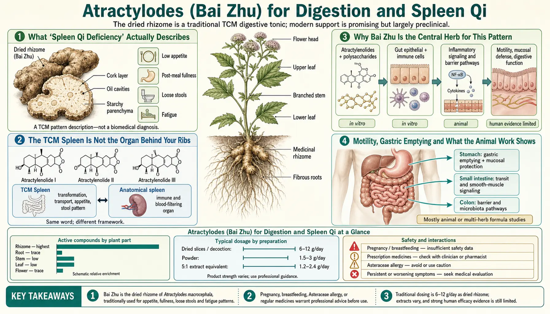 Digestion and Spleen Qi — scientific infographic poster