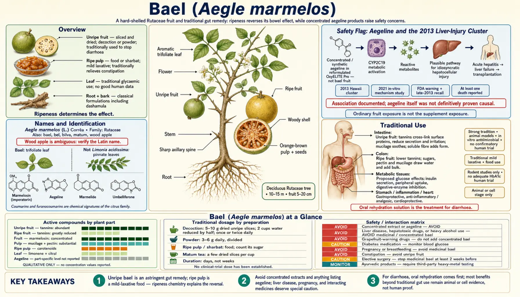 Bael — scientific infographic poster