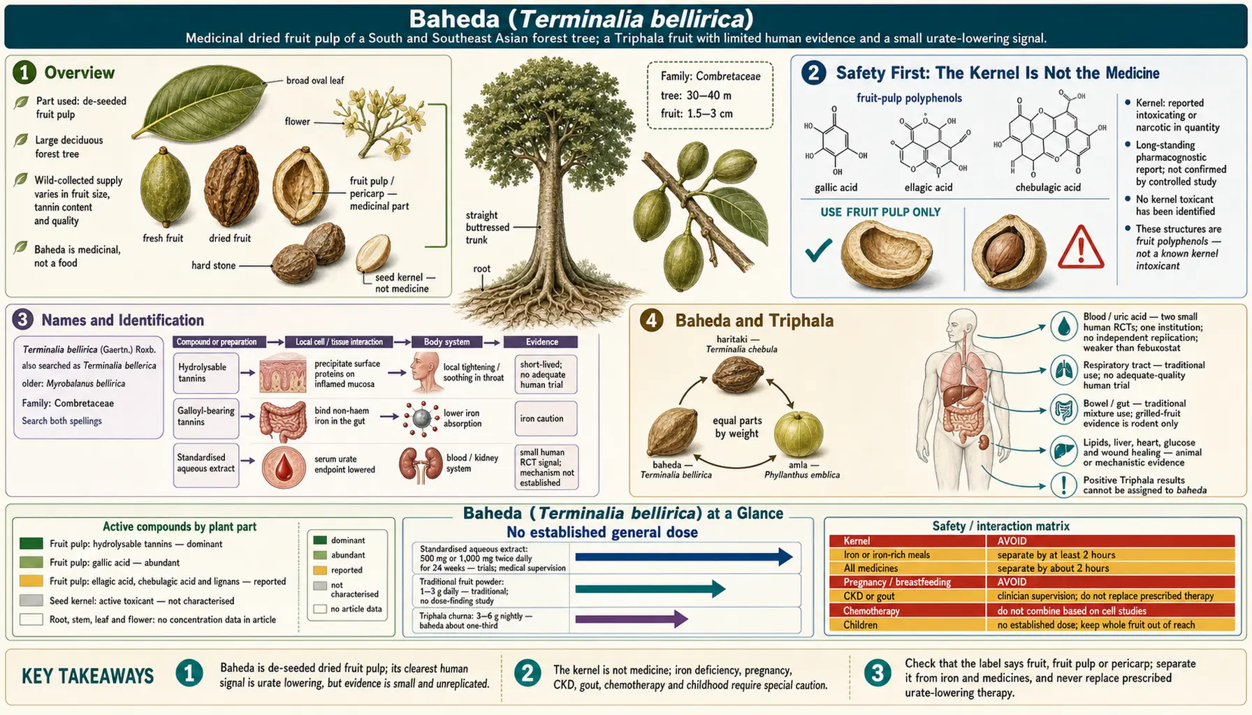 Baheda — scientific infographic poster