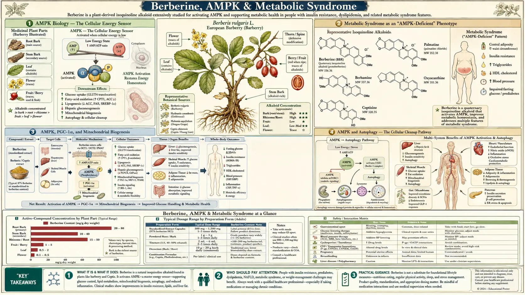 AMPK and Metabolic Syndrome — scientific infographic poster