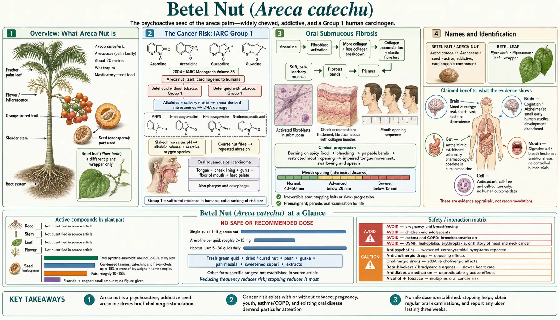 Betel Nut — scientific infographic poster