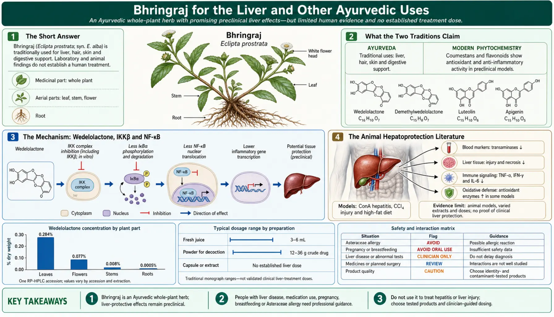 Liver and Traditional Ayurvedic Uses — scientific infographic poster