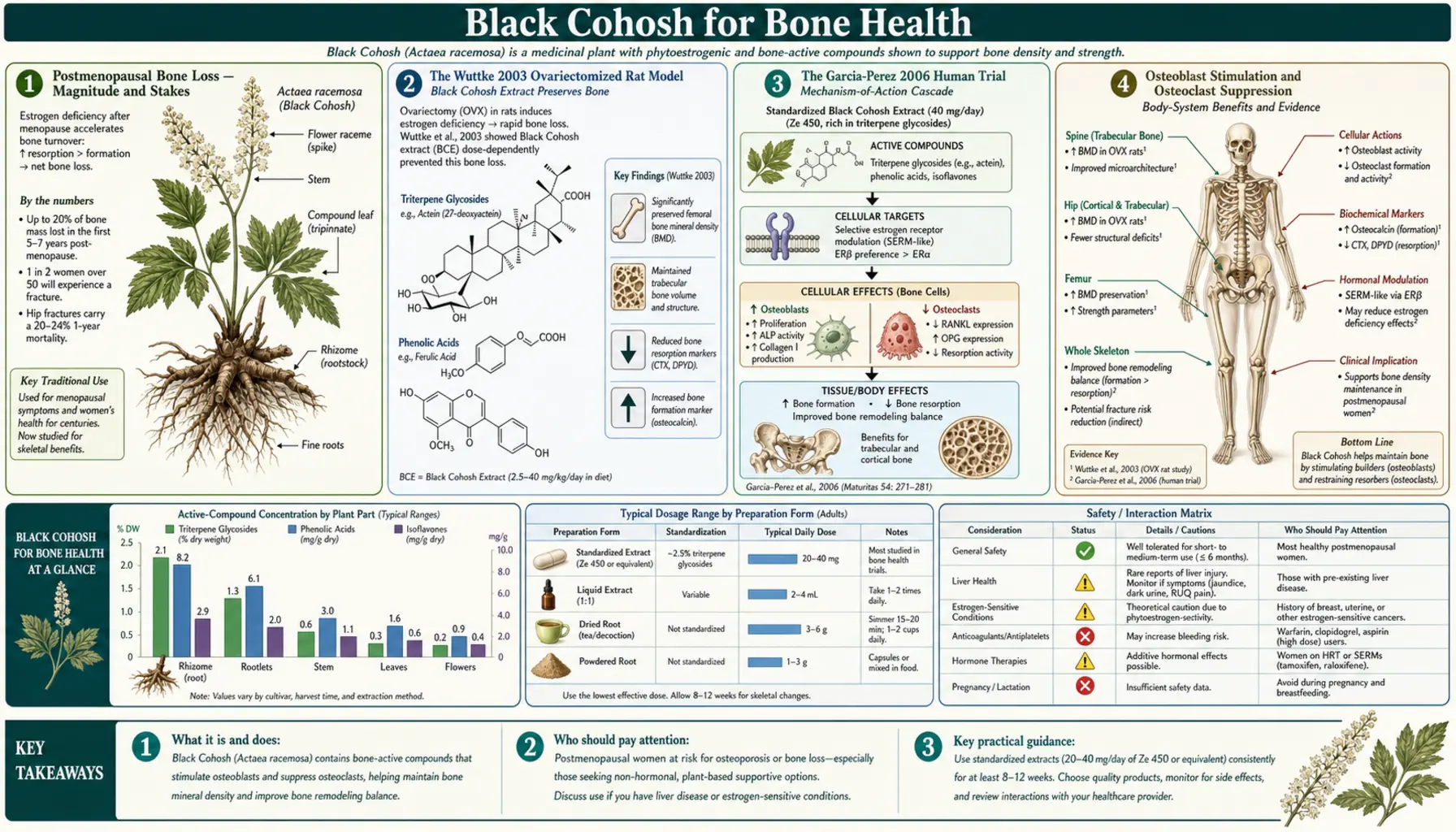 Bone Health — scientific infographic poster