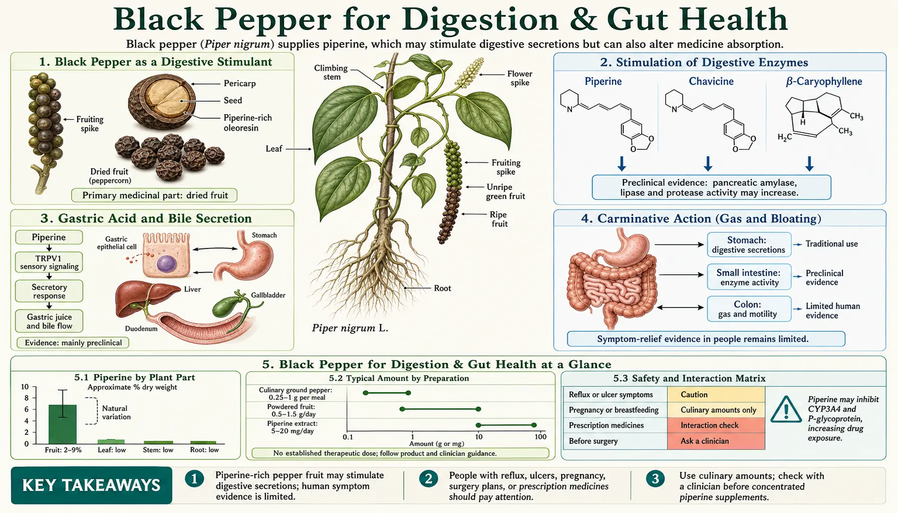 Digestion and Gut — scientific infographic poster