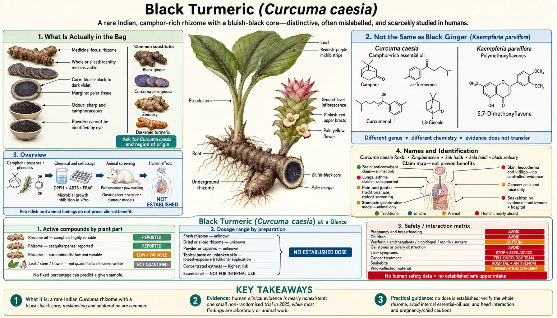 Black Turmeric — scientific infographic poster