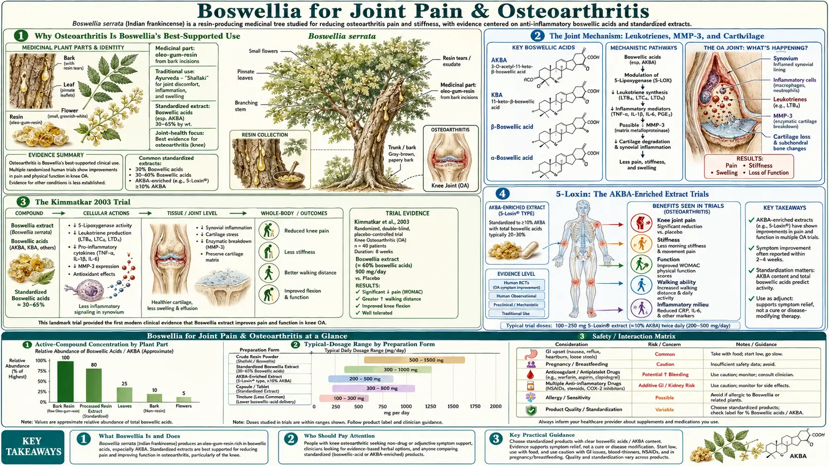 Joint and Osteoarthritis — scientific infographic poster