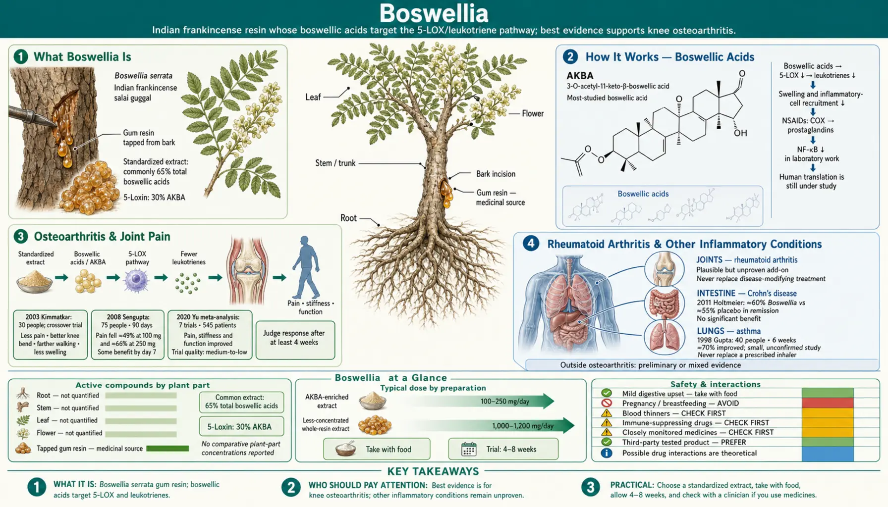 Boswellia — scientific infographic poster